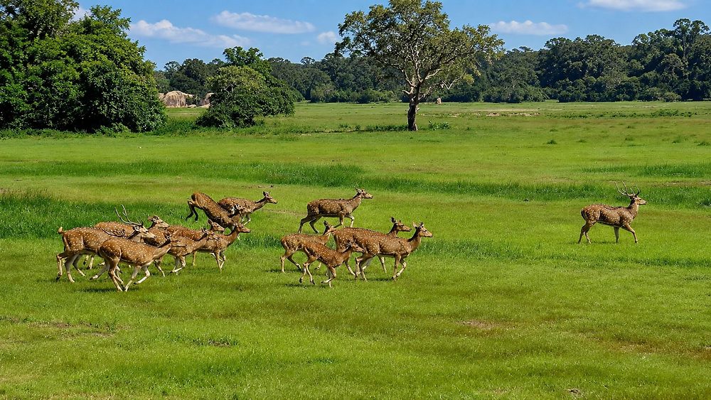 A herd of spotted deer crossing open grassland in Kumana National Park, Sri Lanka