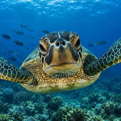 A turtle over the reef off Sri Lanka's east coast