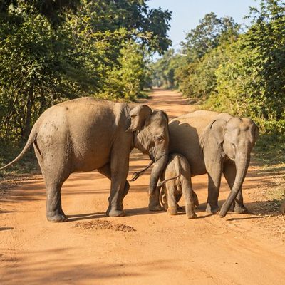 Elephants crossing a track in Yala National Park, Sri Lanka