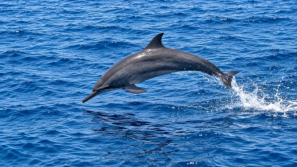 A spinner dolphin leaping clear of open blue water off Sri Lanka's south coast