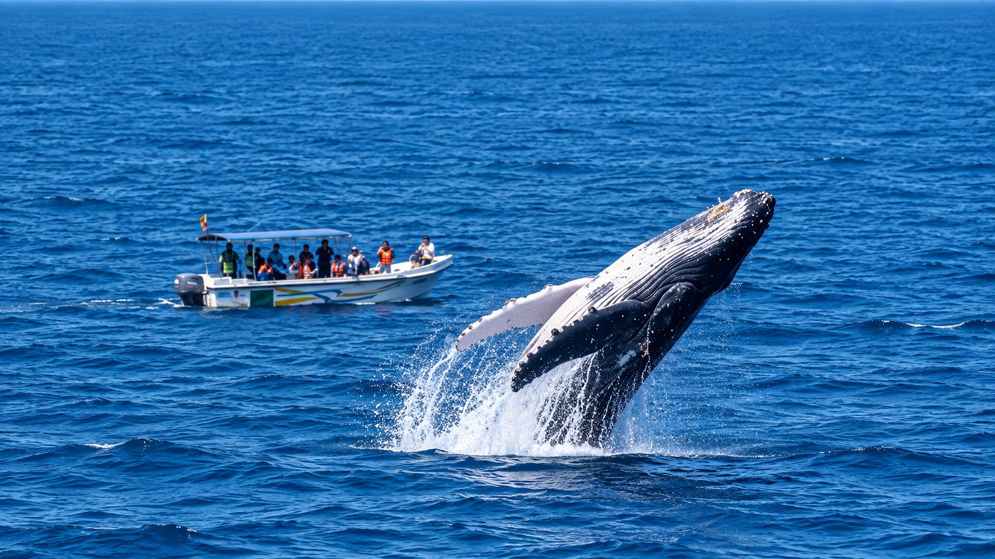 A humpback whale breaching beside a small boat on open water off southern Sri Lanka
