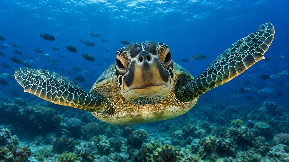 A sea turtle swimming over a coral reef