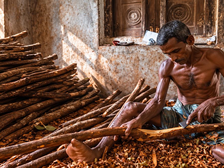A worker peeling bark from cinnamon sticks on a Sri Lankan estate