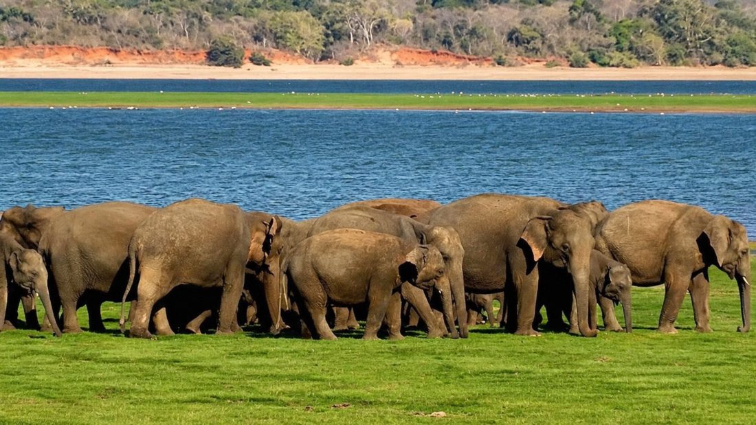 A family of elephants on the grassland