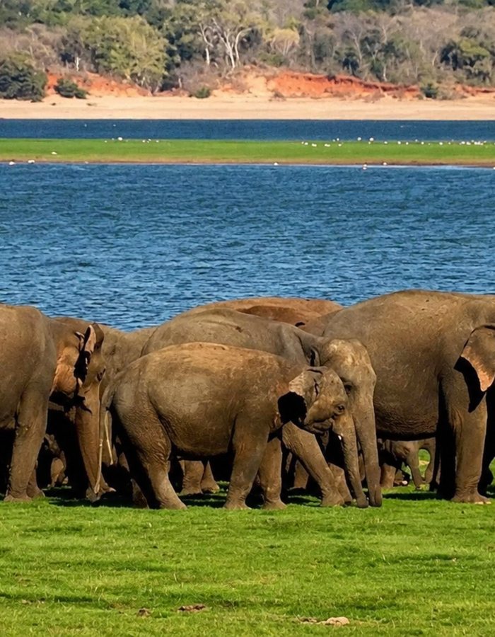 A family group of elephants along the shoreline of the reservoir