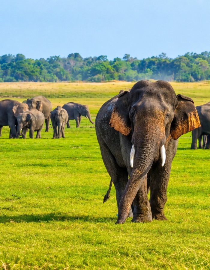 A tusker walking ahead of a gathered herd on the Minneriya grassland
