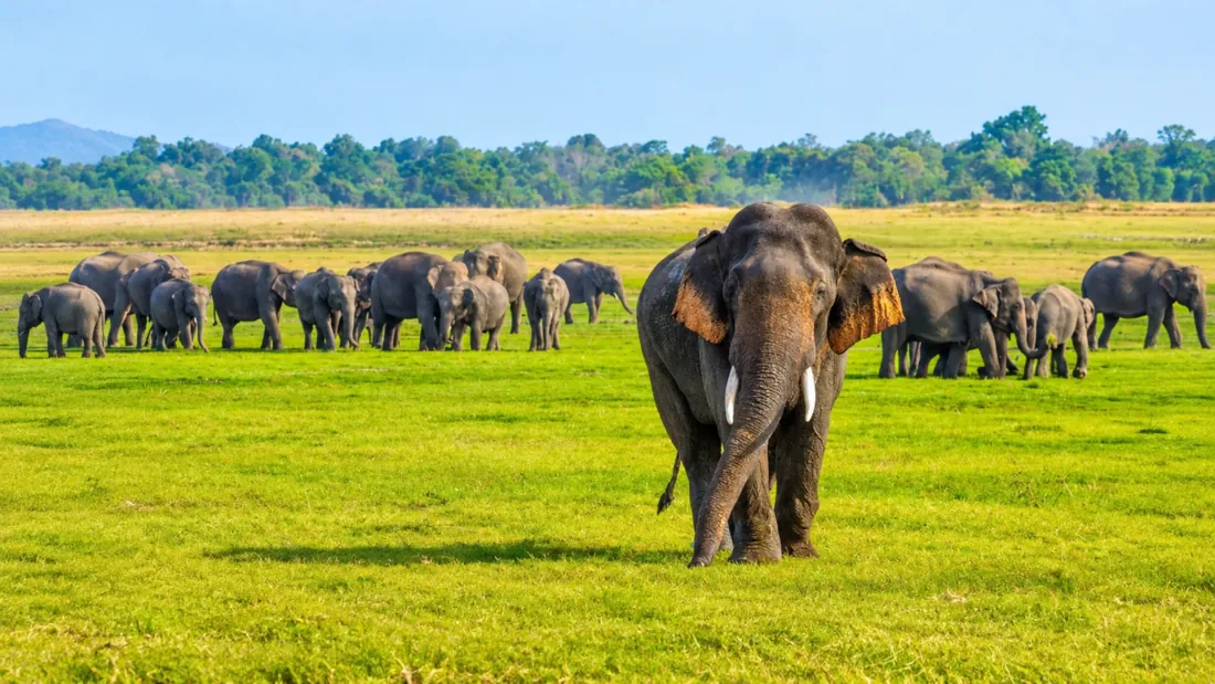 A herd of wild elephants on the grass at Minneriya