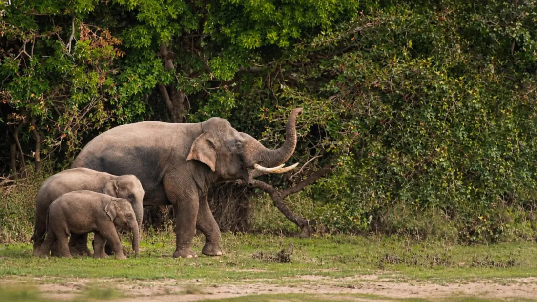 An elephant with two calves