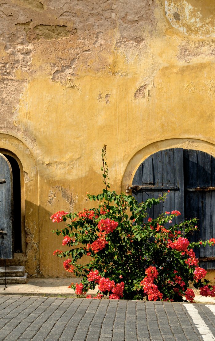 Bougainvillea against an ochre wall and blue shutters in Galle Fort