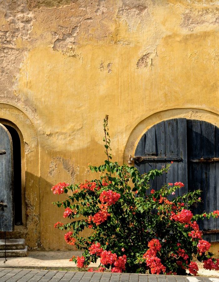 Bougainvillea against the ochre wall and blue shutters of a Dutch townhouse in Galle Fort