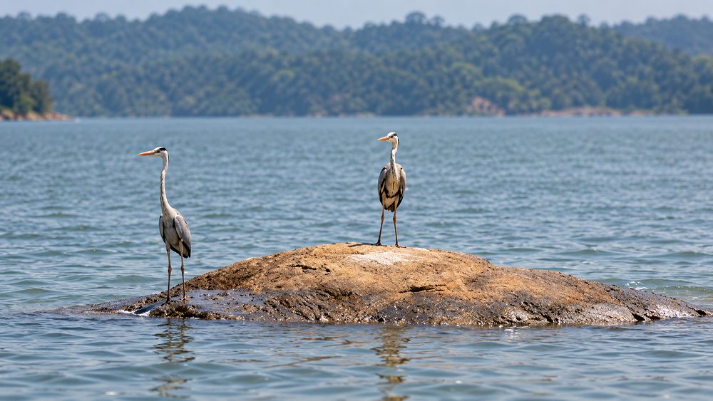 Grey herons on a rock in the Gal Oya reservoir at dawn, Sri Lanka