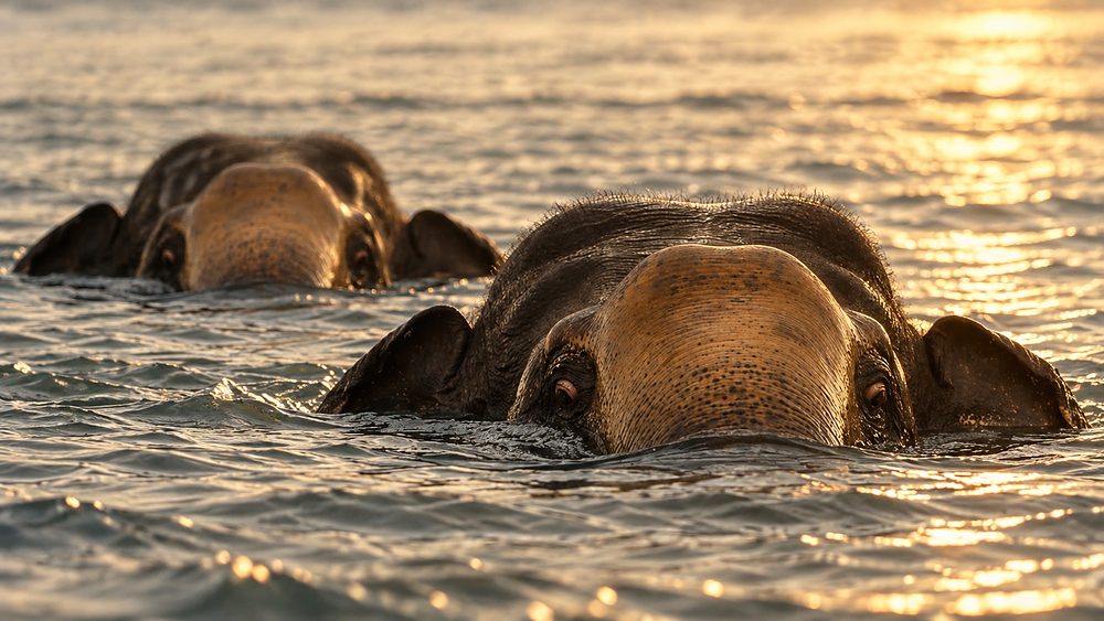 Elephants swimming between islands on Senanayake Samudraya reservoir, Gal Oya, Sri Lanka
