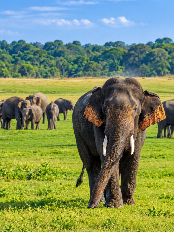 Close portrait of a wild elephant in dappled shade, its ear and eye lit by sunlight, Sri Lanka