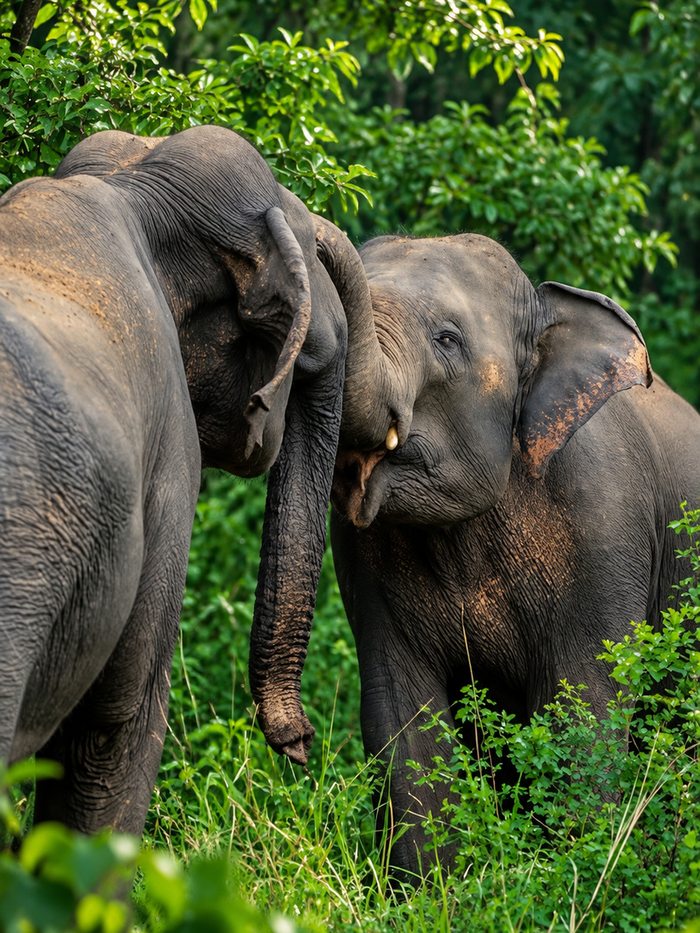 Two wild elephants greeting each other trunk to head at the forest edge, Sri Lanka