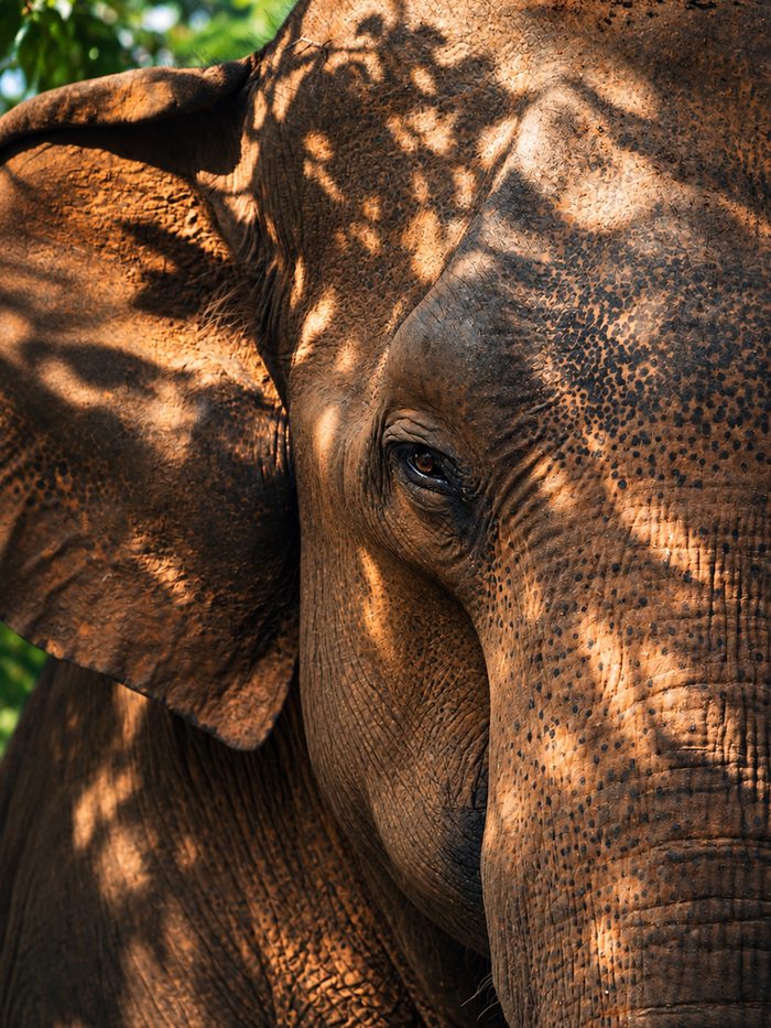 A tusker walking ahead of a herd of wild elephants on open grassland at Minneriya, Sri Lanka