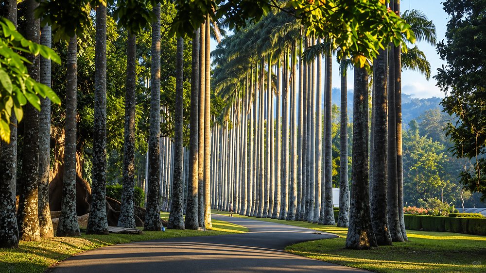 The royal palm avenue at the Royal Botanical Gardens, Peradeniya, near Kandy, Sri Lanka