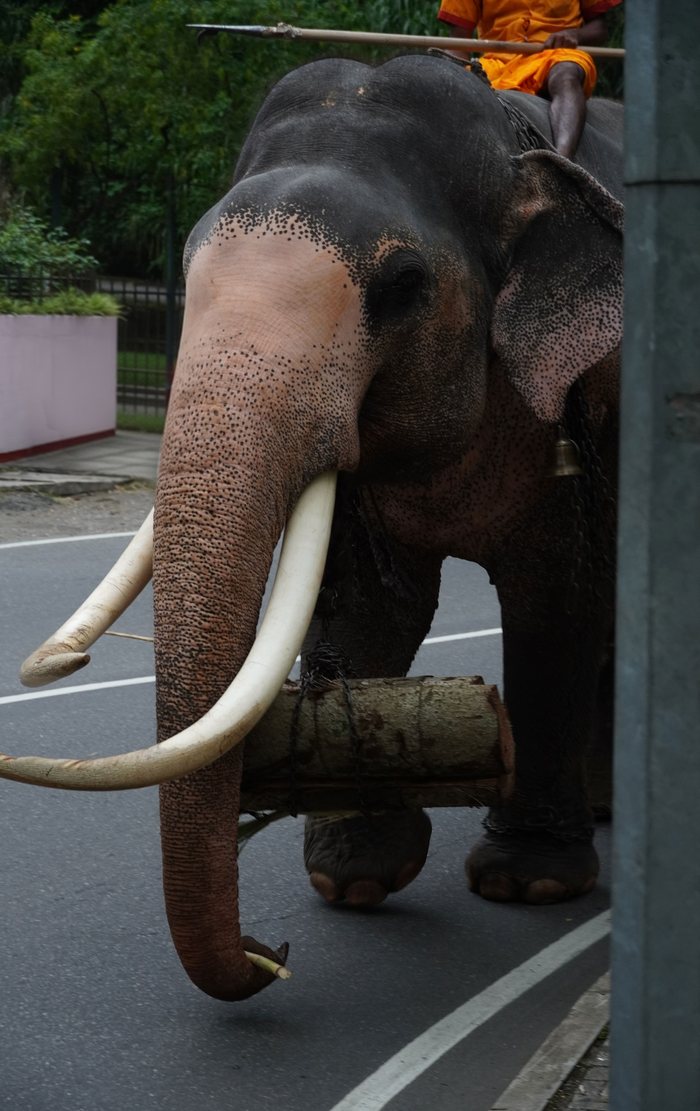 A tusker walking a Kandy road with its mahout