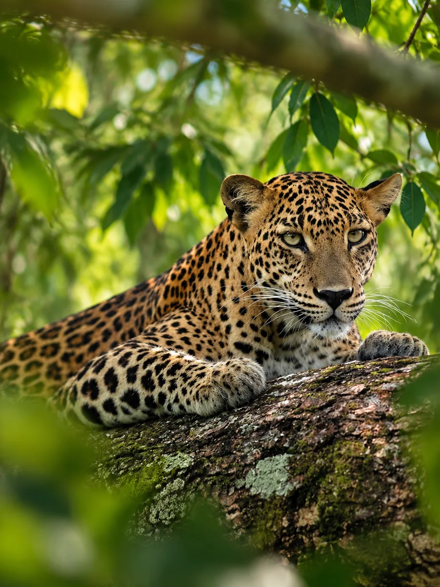 A leopard resting on a branch