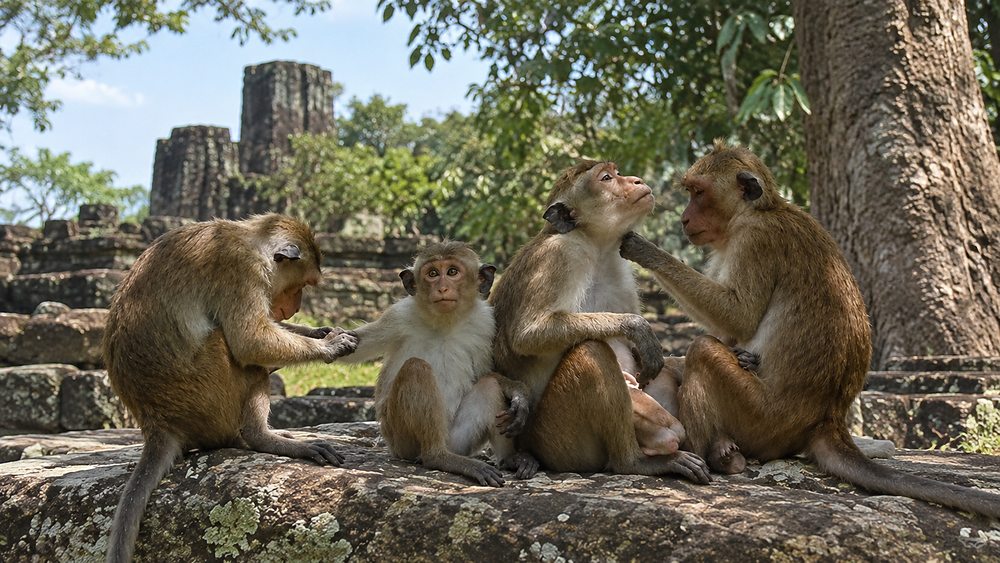 Toque macaques grooming on a stone slab among the Polonnaruwa ruins, Sri Lanka
