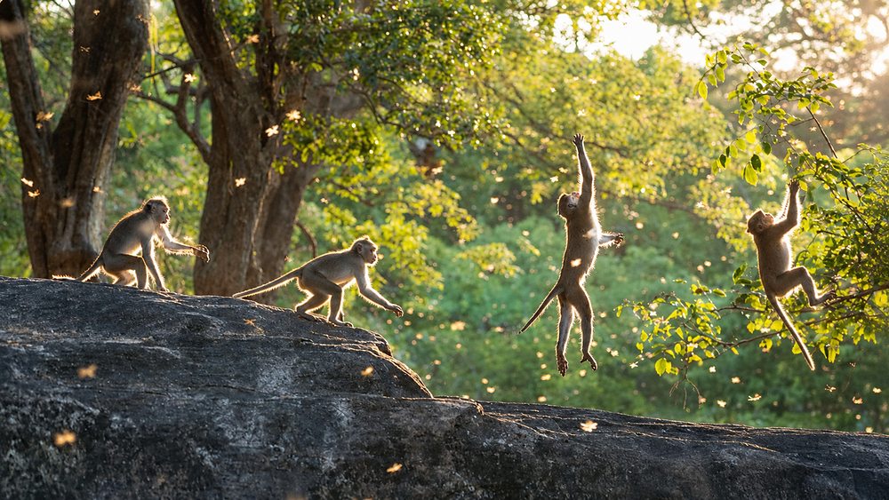 Toque macaques leaping across a rock in golden evening light at Polonnaruwa, Sri Lanka