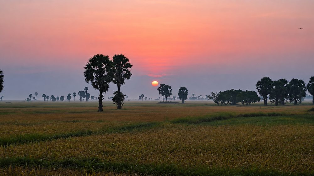Palmyra palms and paddy under a pink dawn sky in Sri Lanka's dry zone, on the northern line