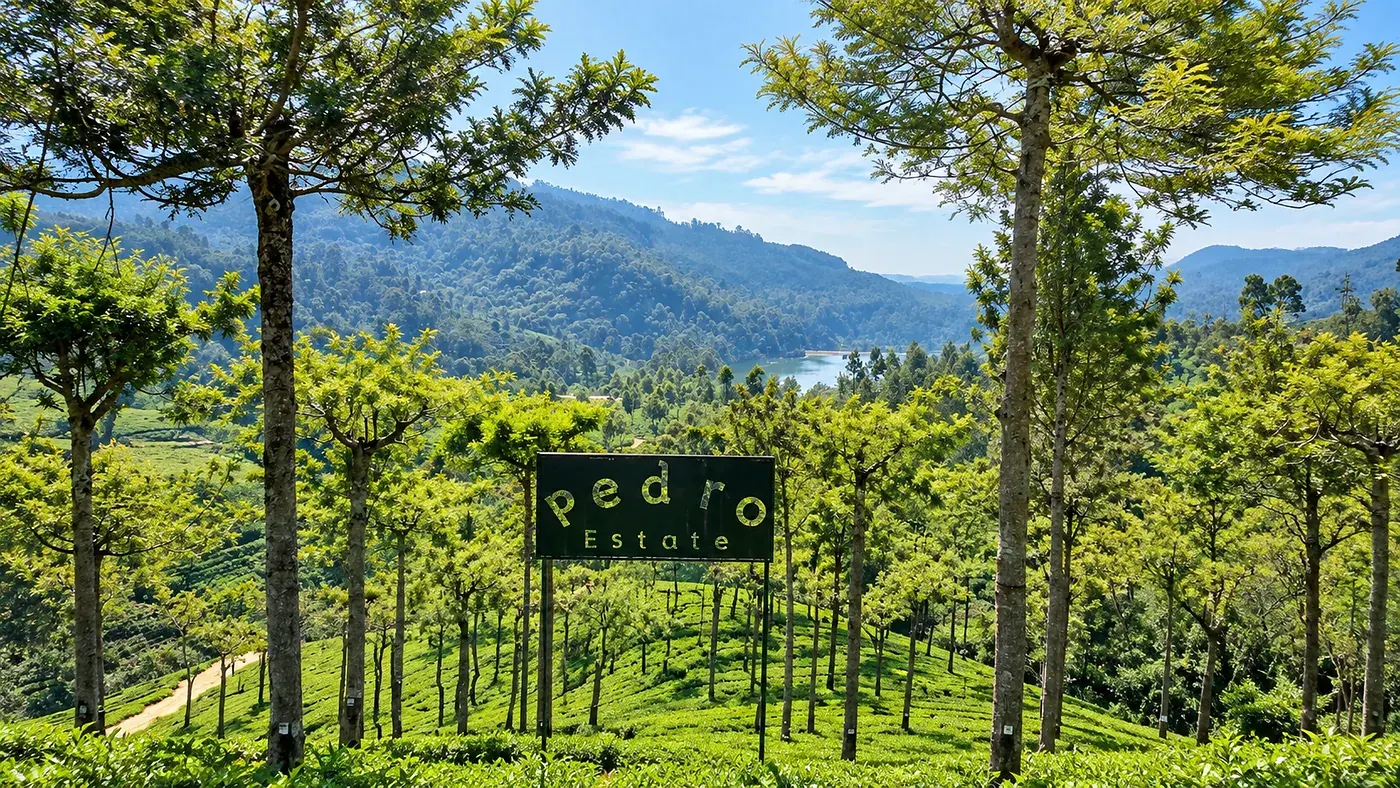 Tea fields at Pedro Estate, Nuwara Eliya