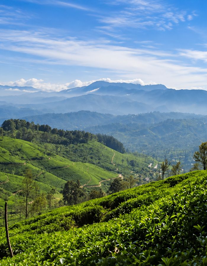High grassland and cloud forest above Udaweriya on Pekoe stage 12