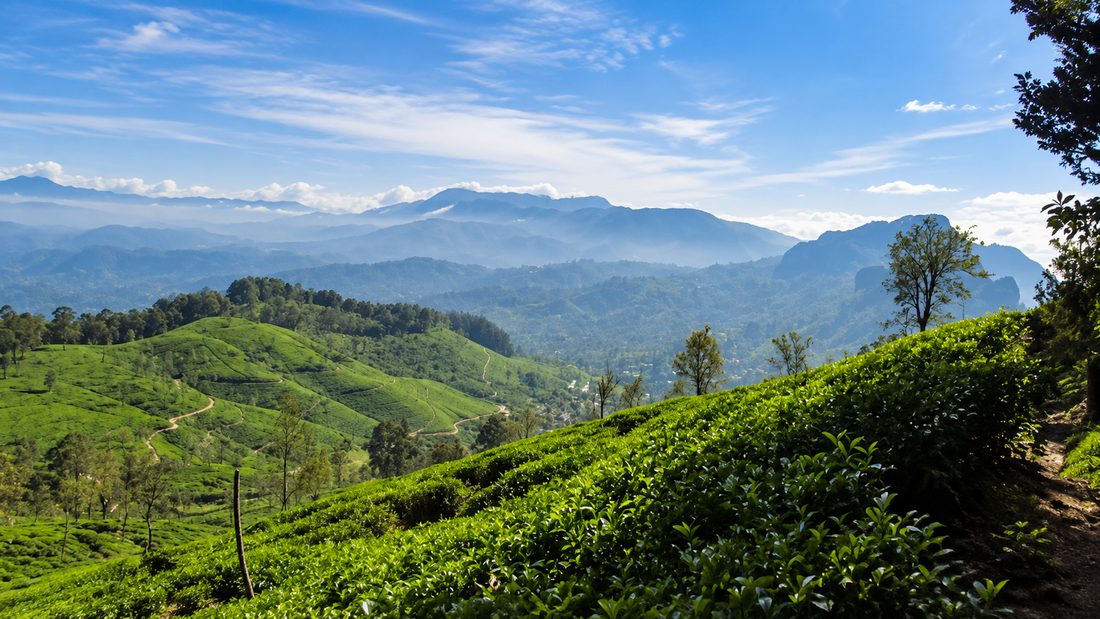 Tea terraces falling away into cloud on Pekoe Trail Stage 12 above Udaweriya, Sri Lanka