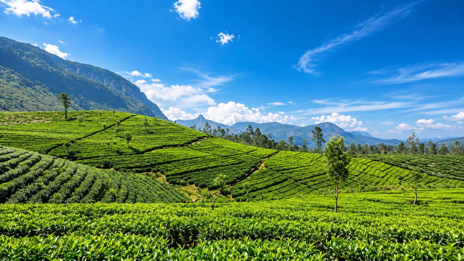 A walking path through tea country on the Pekoe Trail, Sri Lanka
