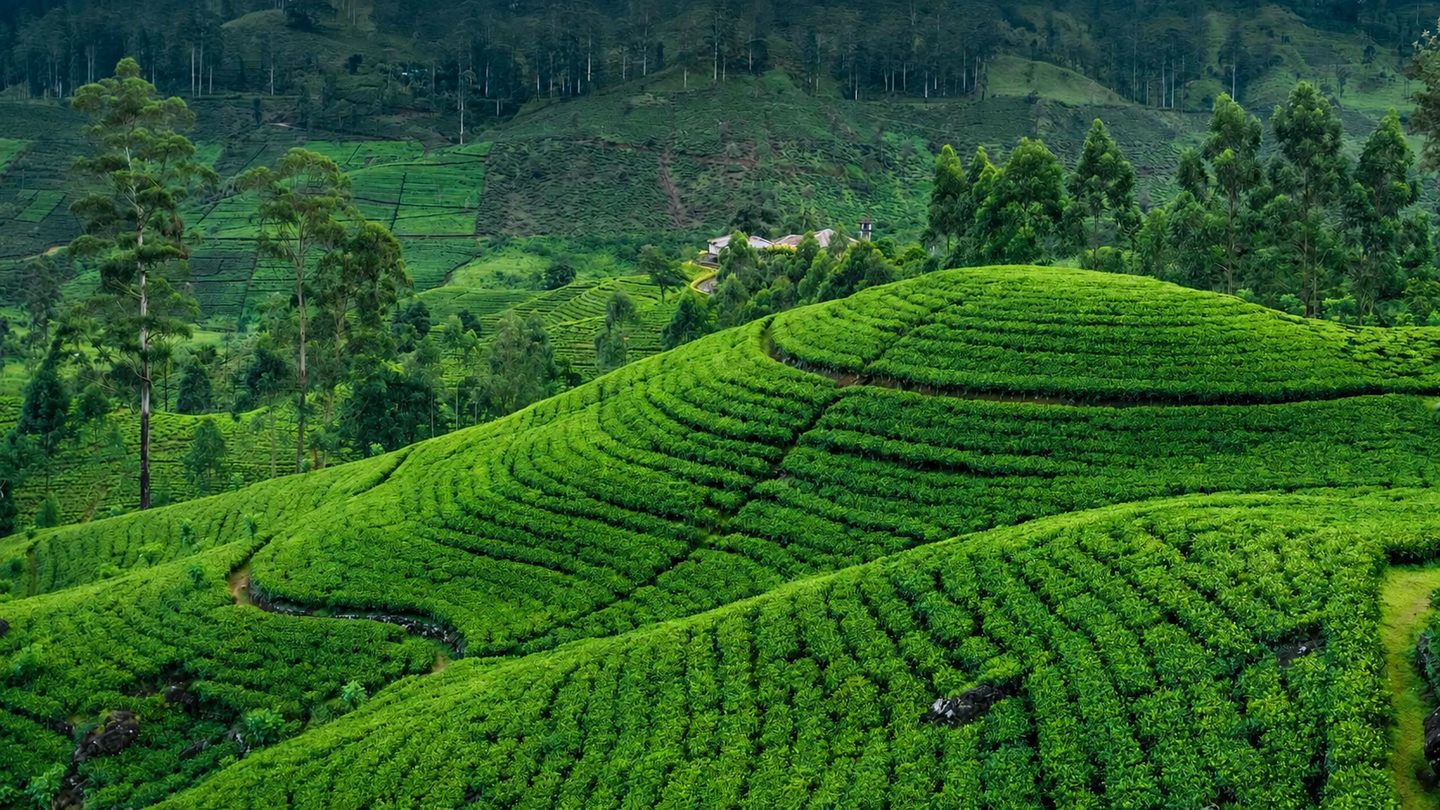 The tea country