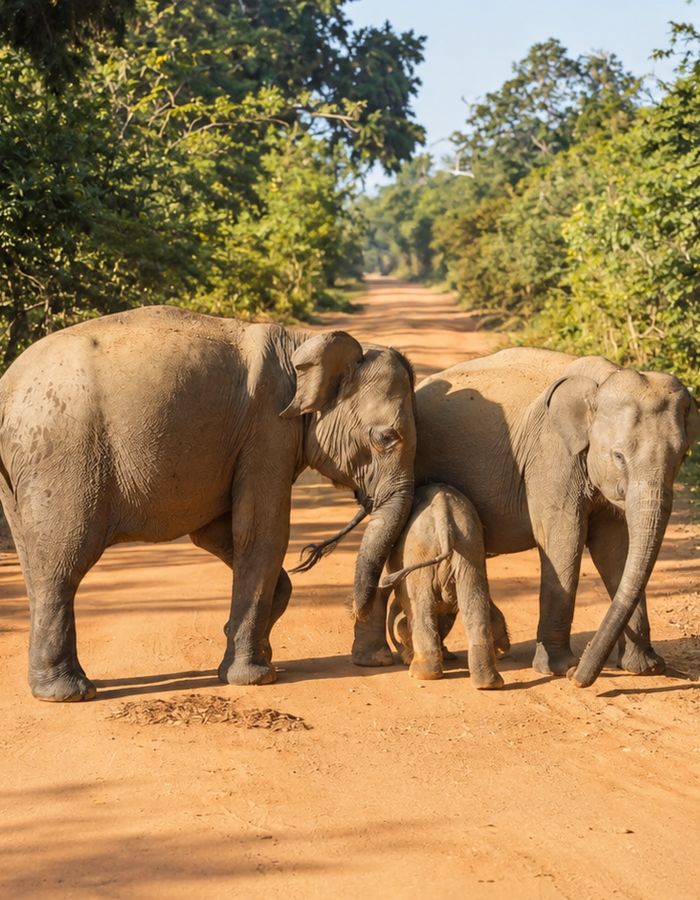 A family group of elephants crossing a red dirt track in the dry zone