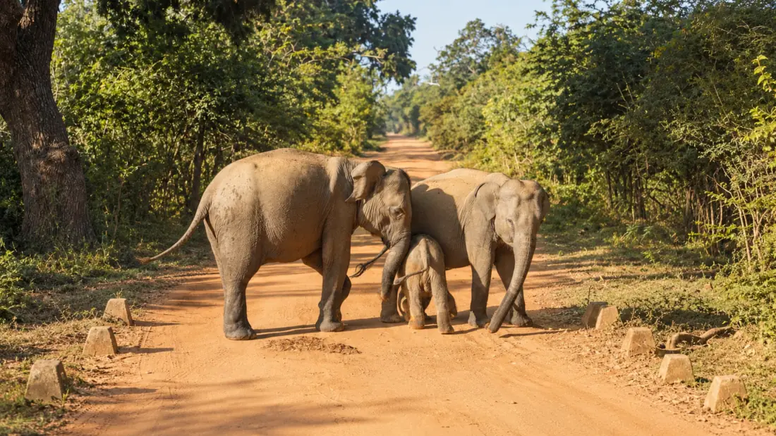 Elephants crossing a track in dry forest