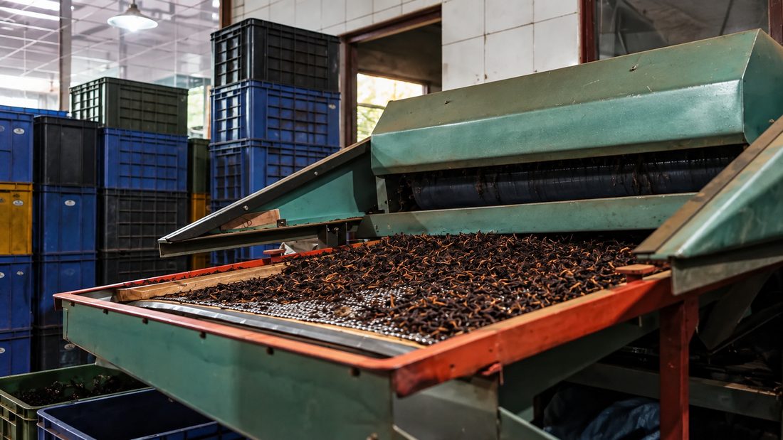 Withered tea leaf moving along a conveyor inside a working Sri Lankan tea factory