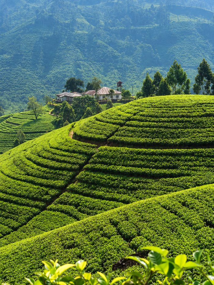 A flight of Ceylon teas in glass carafes on a wooden table overlooking tea slopes, Sri Lanka
