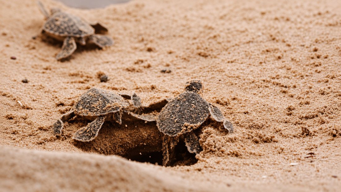 Sea turtle hatchlings crossing the sand towards the sea at Rekawa, Sri Lanka