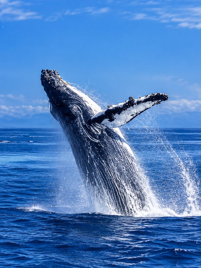 A humpback whale breaching clear of the water off the south coast of Sri Lanka