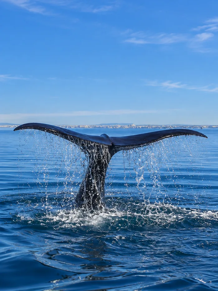 A whale tail above the sea off Mirissa