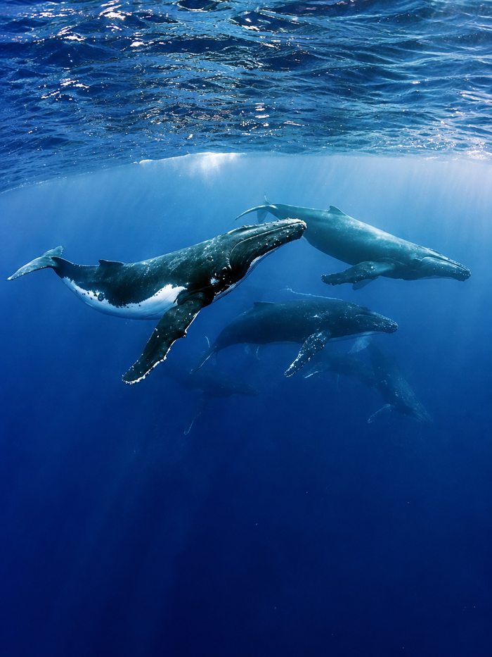 A pod of humpback whales cruising just below the surface in clear blue water, Sri Lanka