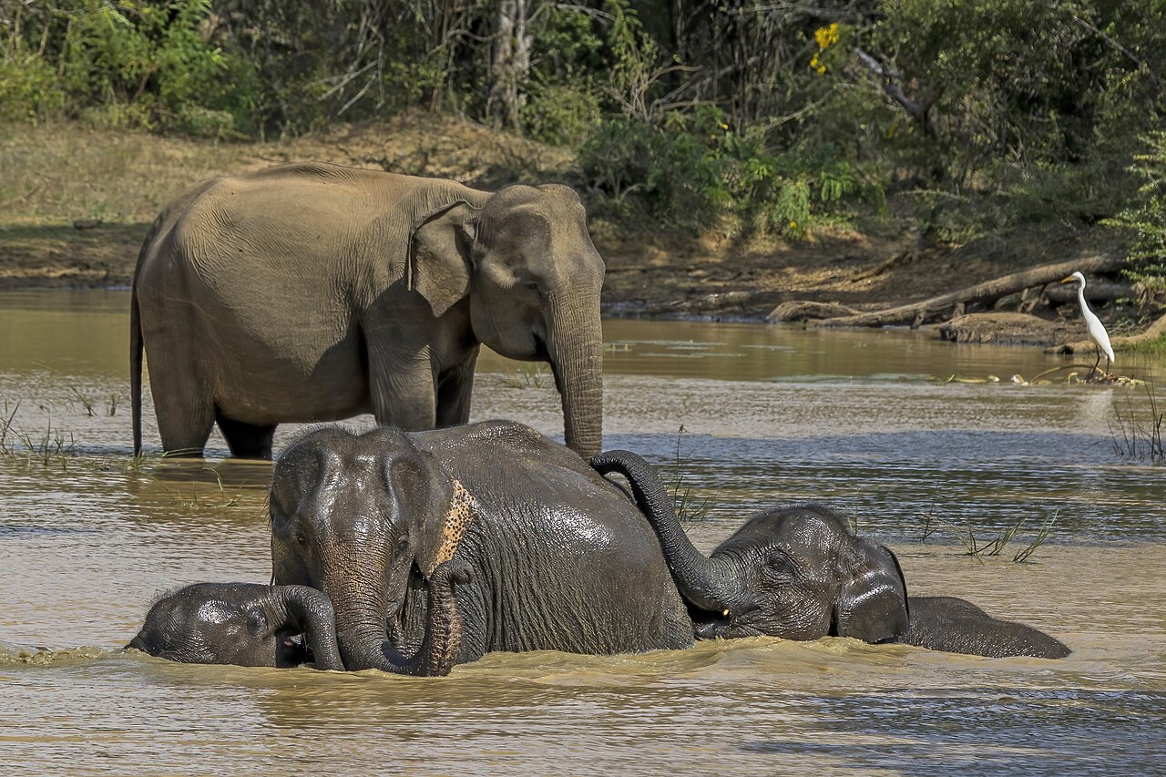 A family of Sri Lankan elephants in a national park