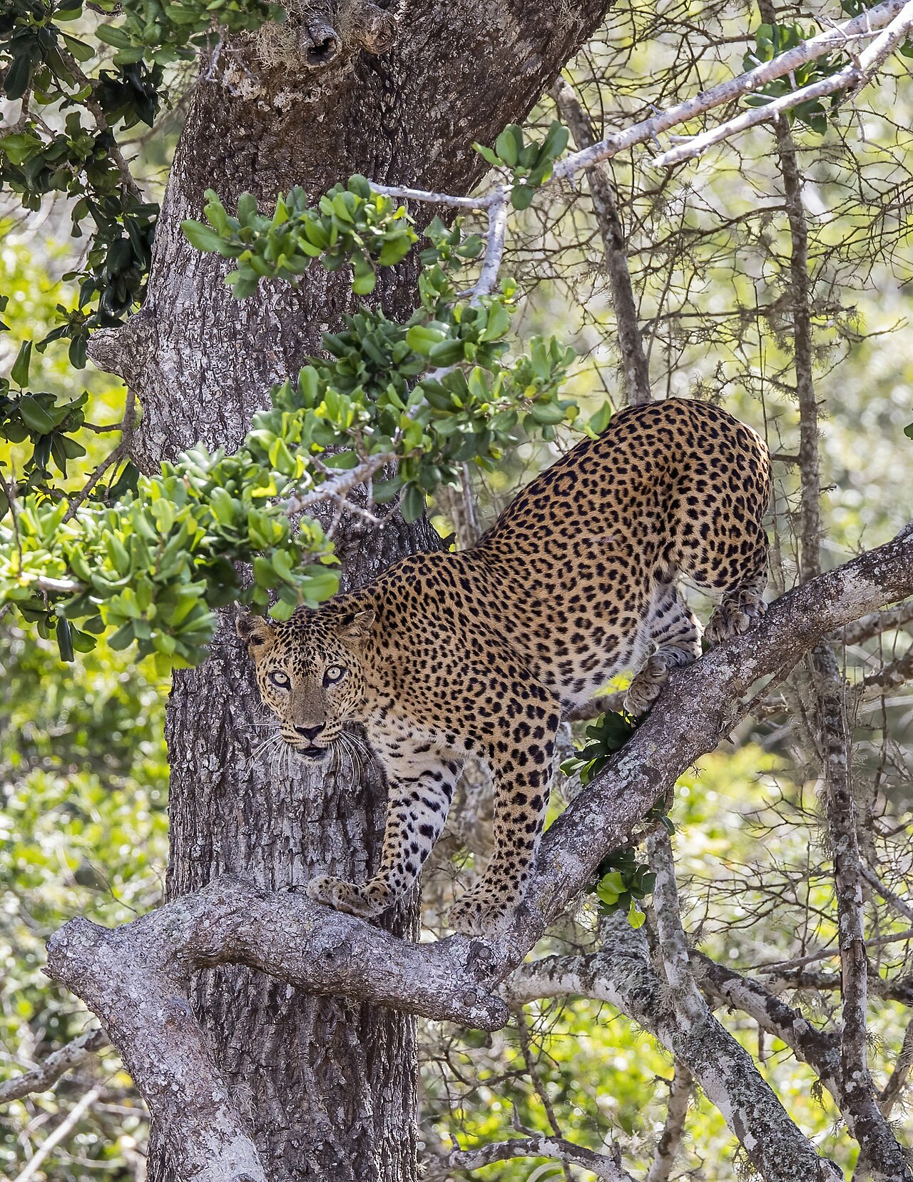A leopard resting in Yala National Park, Sri Lanka